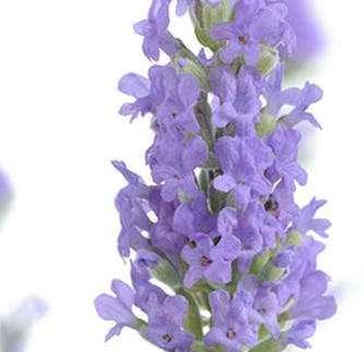 Lavender Essential Oil South African Cape Lavender 4